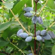 Саджанець Жимолость Дончанка в контейнері